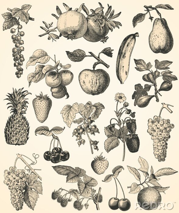 Poster Vintage vruchten