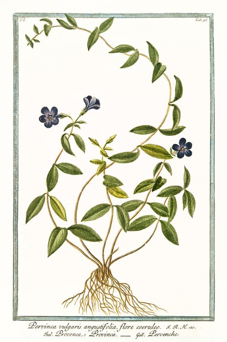 Poster Violet kleurstof natuur thema