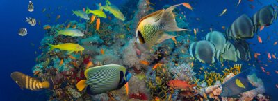Vissen en koraalrif