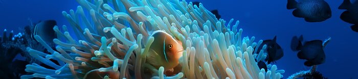 Poster Vissen en koraalrif