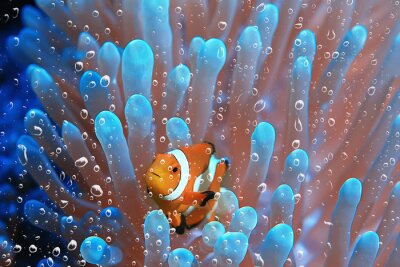 Vissen in een koraalrif