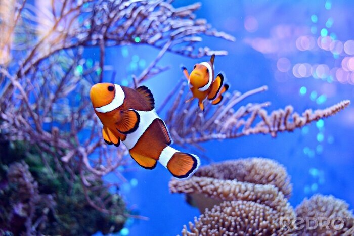 Poster Vissen in het aquarium
