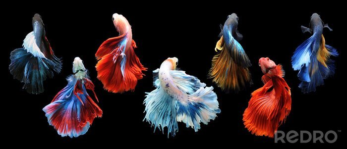 Poster Vissen met interessante staarten