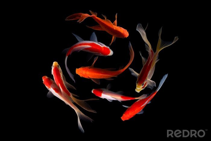 Poster Vissen zwemmen rond