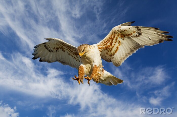 Poster Vliegend dier in de lucht
