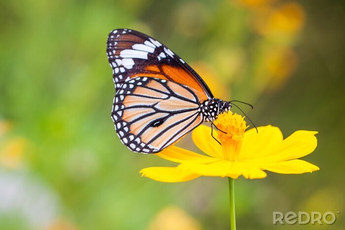 Poster Vlinder aan een bloem
