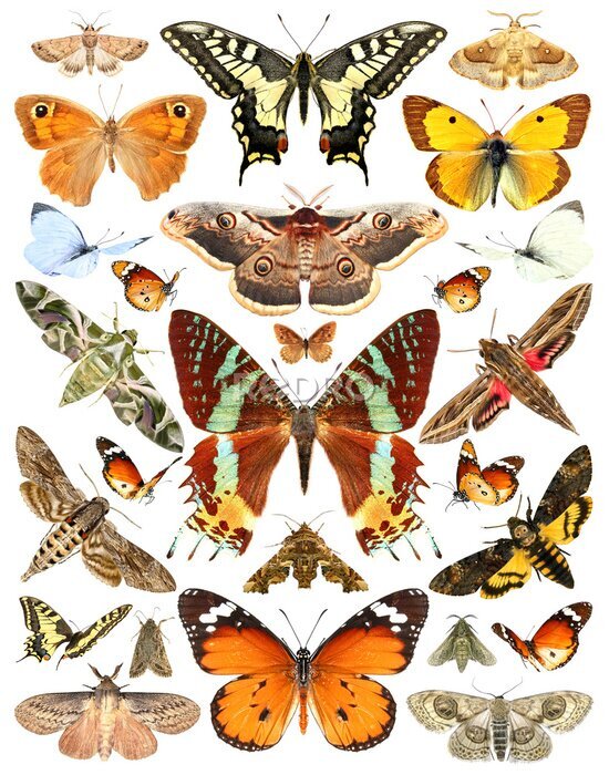 Poster Vlinder atlas pagina