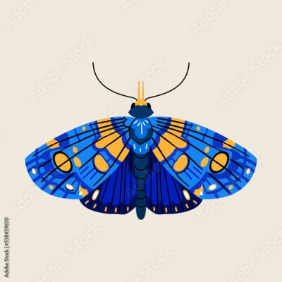 Poster Vlinder met kleurrijke blauwe vleugels