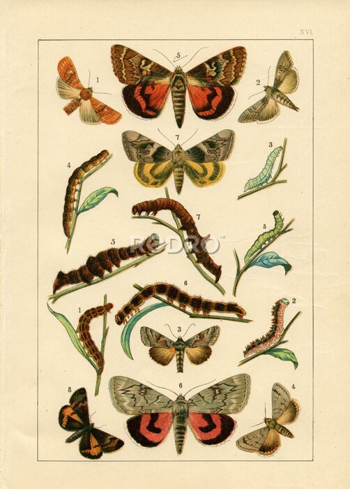 Poster Vlinder ontwikkelingscyclus