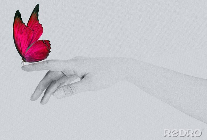 Poster Vlinder zittend op een hand