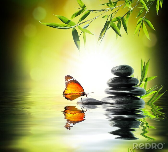 Poster Vlinder zittend op een steen in het water