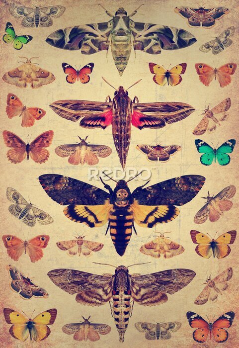 Poster Vlinders en motten in retro gravure