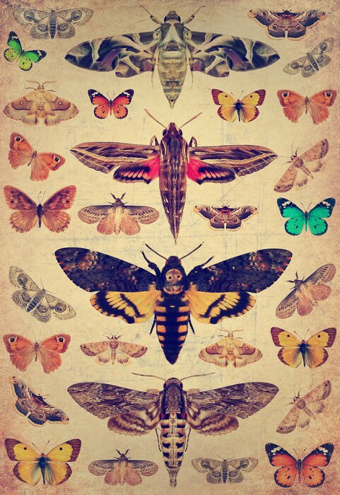 Poster Vlinders en motten in retro gravure