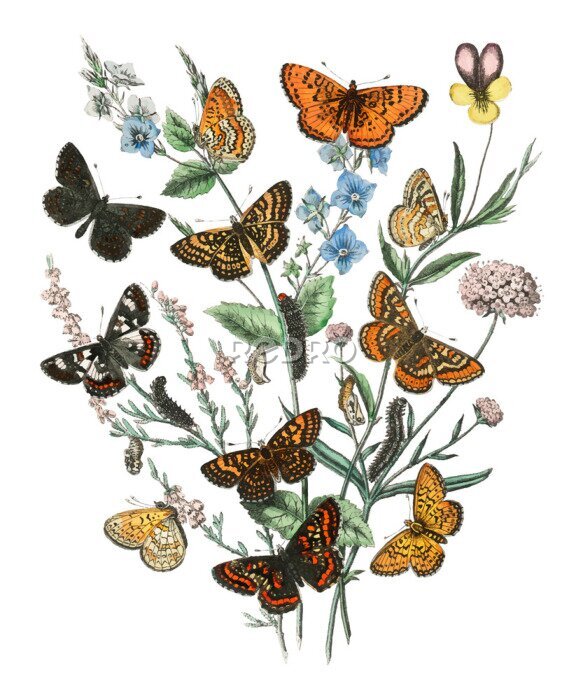 Poster Vlinders op plantentakjes