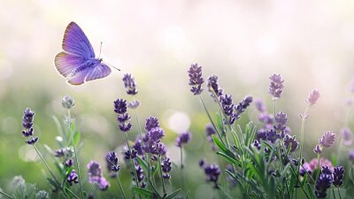 Vlindertje over paarse lavendelbloemen