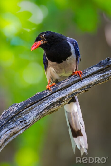 Poster Vogel met oranje snavel