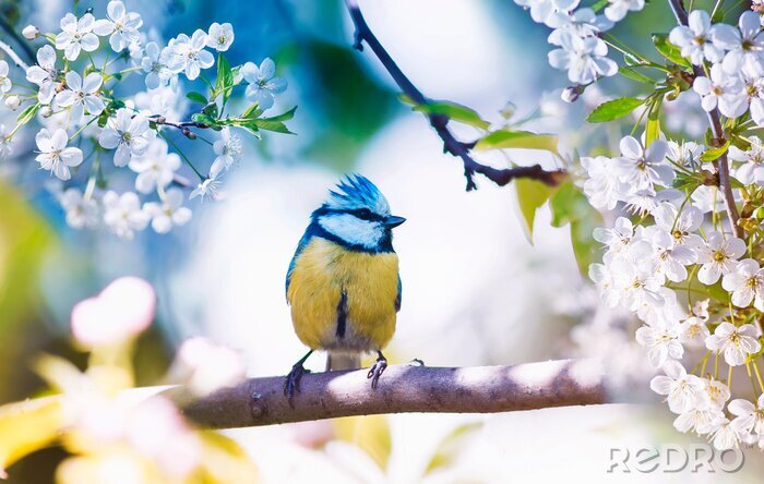 Poster Vogel op een tak in het voorjaar