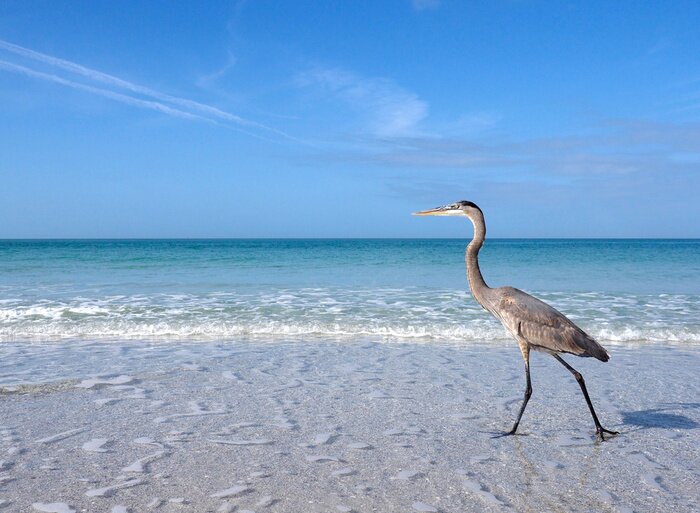 Poster Vogel op het strand