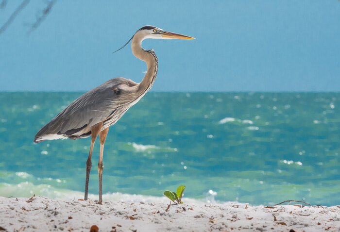 Poster Vogel op het strand in de zon