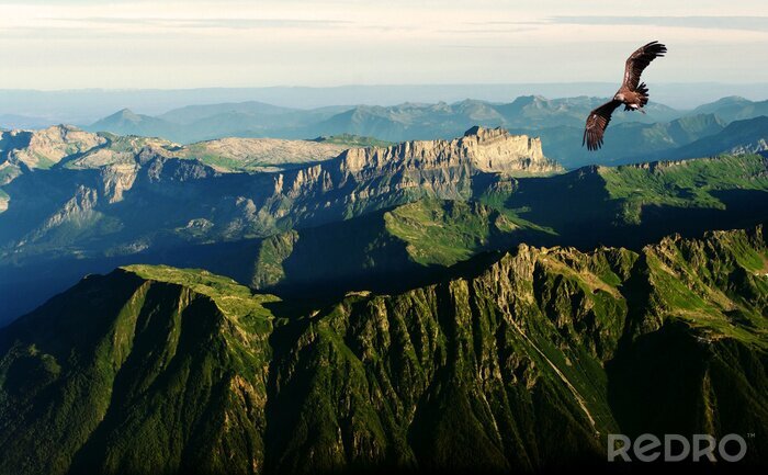 Poster Vogel over de Alpen