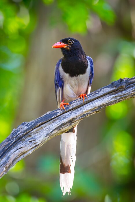 Poster Vogel zittend op een houten tak