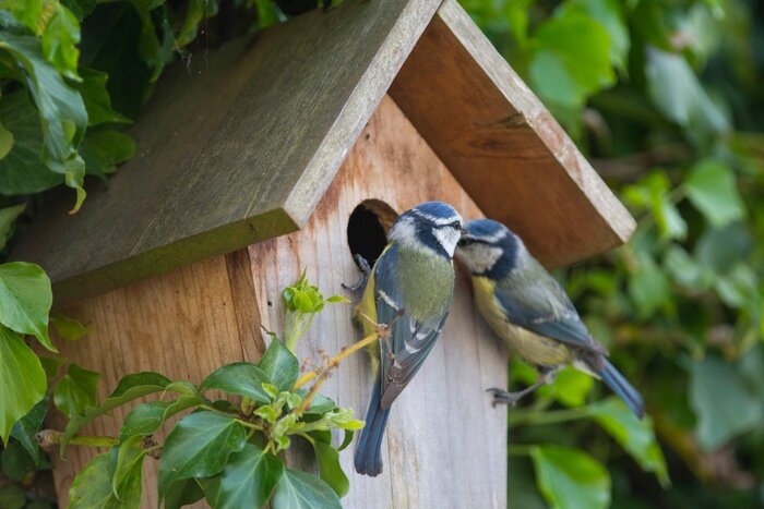 Poster Vogels bij de nestkast