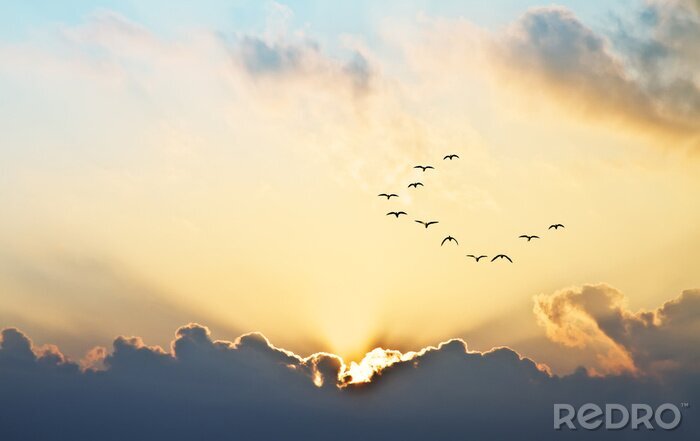 Poster Vogels in de lucht horizon