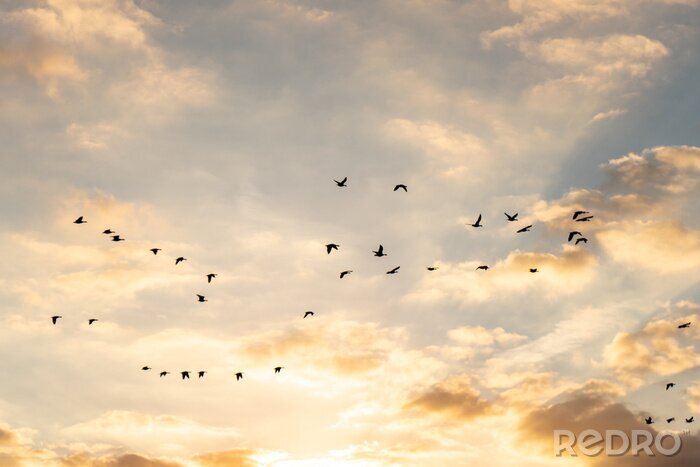Poster Vogels in de lucht in de zon