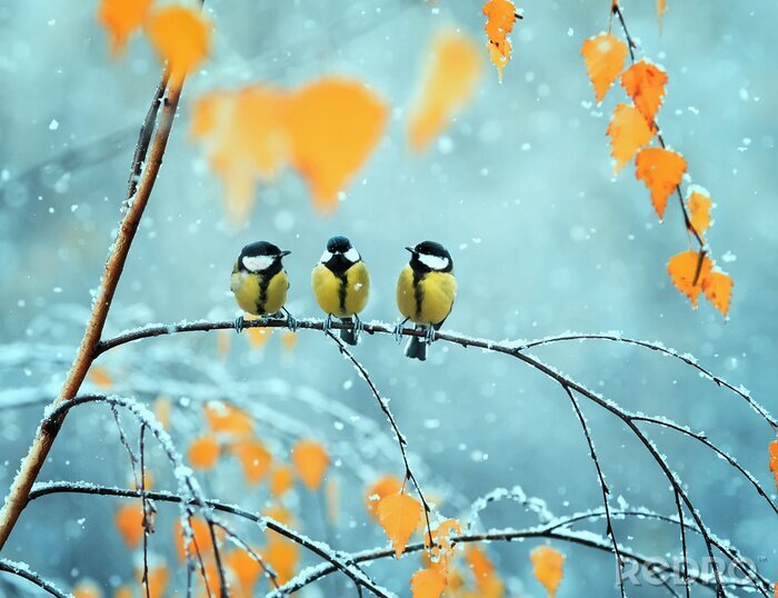 Poster Vogels in de winter