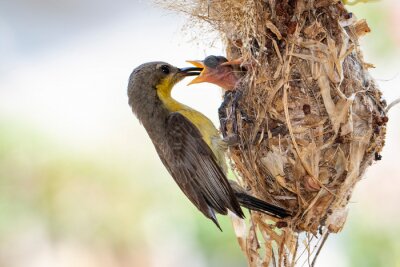 Poster Vogels in het nest