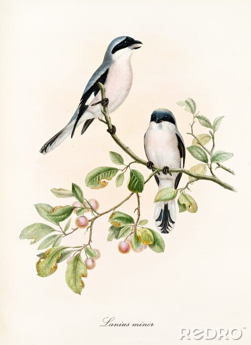 Poster Vogels op een tak