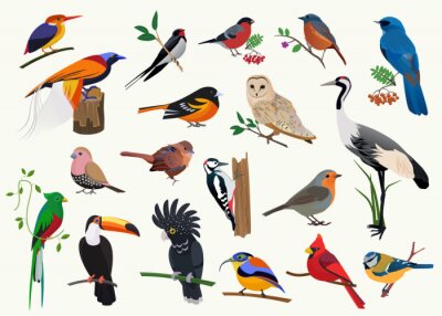 Poster Vogelsoorten