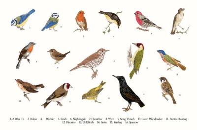 Poster Vogelsoorten