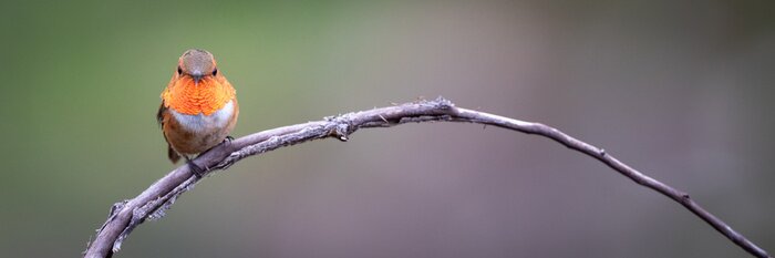 Poster Vogeltje op een takje
