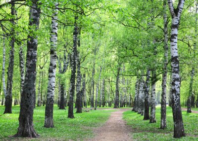 Voorjaarsberken bij een pad