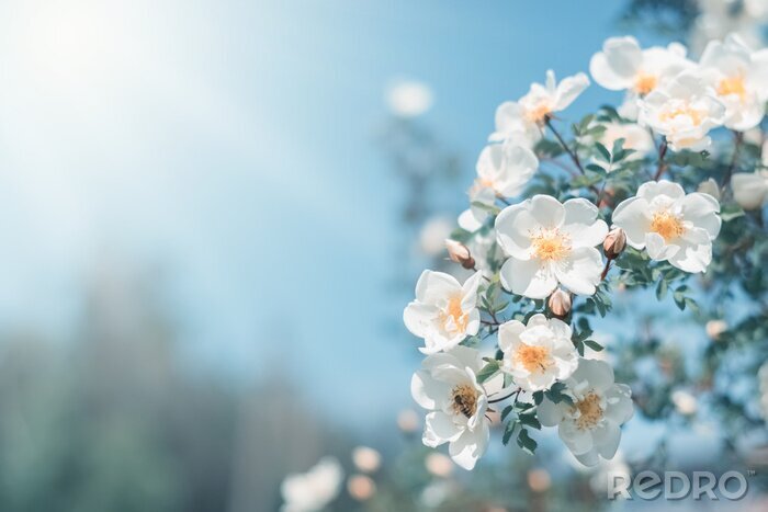 Poster Voorjaarstakje met witte bloemen