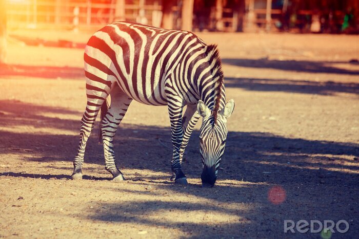 Poster Wandelen zebra's in het nationale park