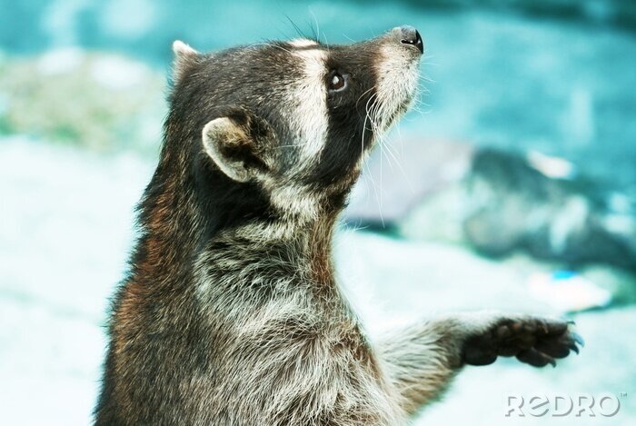 Poster Wasbeer dier close-up