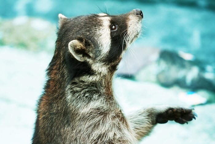 Poster Wasbeer dier close-up