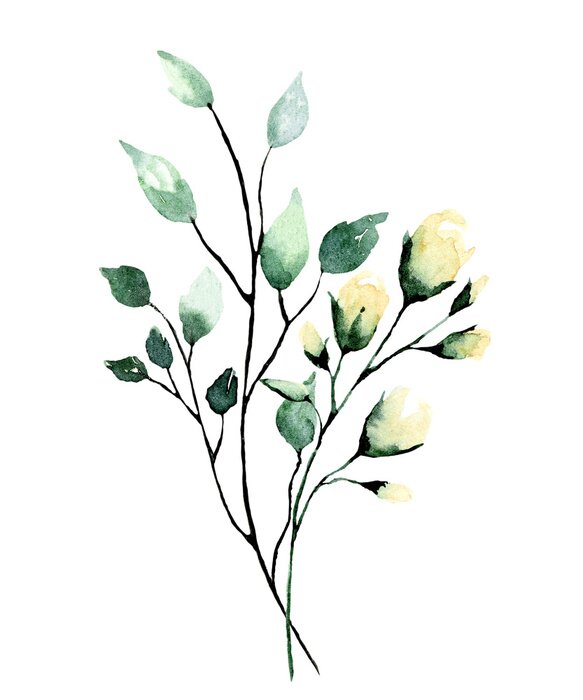 Poster Watercolor branch with green leaves and flowers roses. Hand painting floral illustration. Leaf, plant isolated on white background. 