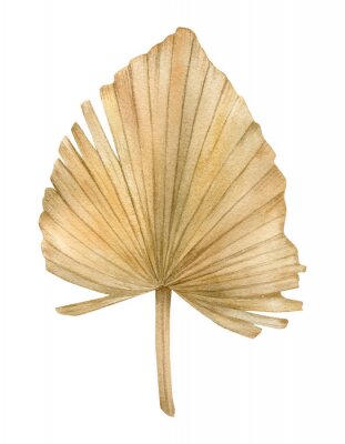 Watercolor golden dried fan palm leaf. Exotic beige clipart isolated on the white background. Hand-drawn illustration. California boho style.