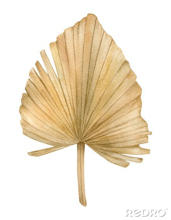 Poster Watercolor golden dried fan palm leaf. Exotic beige clipart isolated on the white background. Hand-drawn illustration. California boho style.