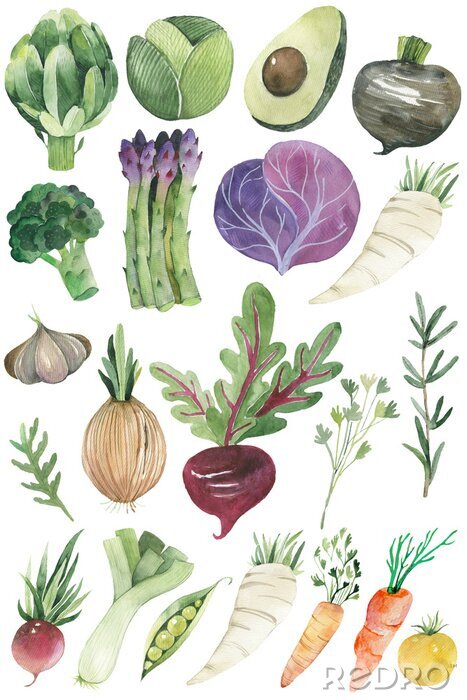 Poster Watercolor painted collection of vegetables. Hand drawn fresh food design elements isolated on white background.
