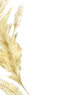 Poster Watercolor wild floral wedding invintation. Pampas graas element for design card boho and modern style. Panicle Cortaderia selloana South America, feathery flower head plumes.