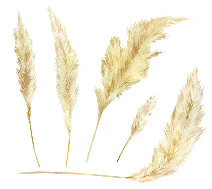 Poster Watercolor wild herbarium floral set. Pampas graas element for design boho and modern style. Panicle Cortaderia selloana South America, feathery flower head plumes.