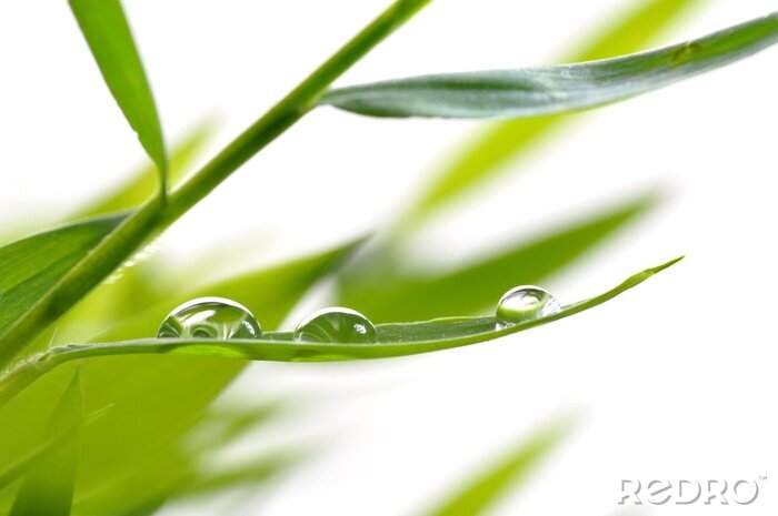 Poster Waterdruppels op bamboebladeren