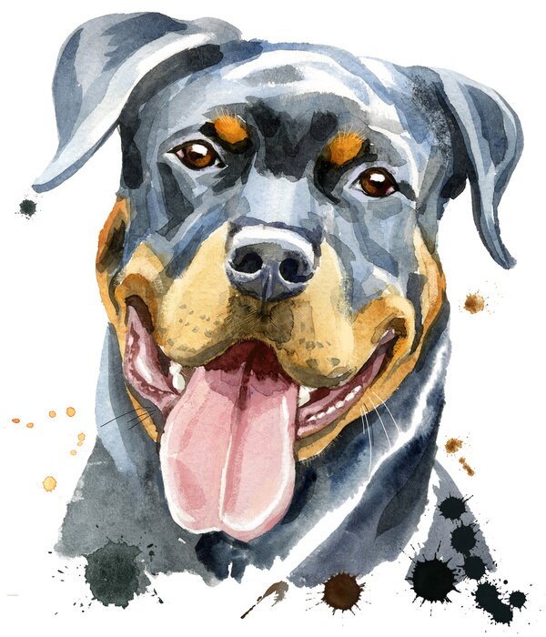 Poster Waterverf portret van rottweiler