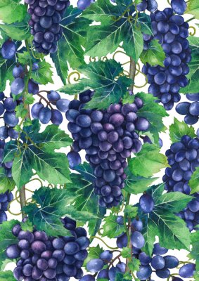 Waterverfpatroon van blauwe druivenbossen