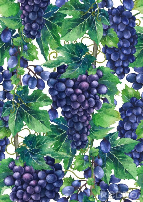 Poster Waterverfpatroon van blauwe druivenbossen