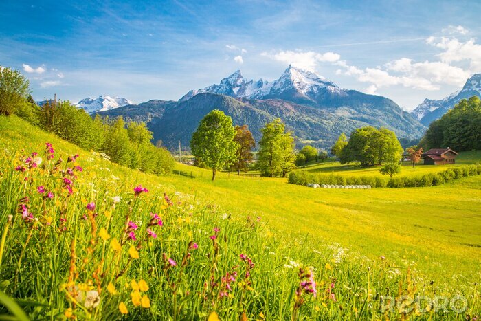 Poster Weide in bloei in de lente